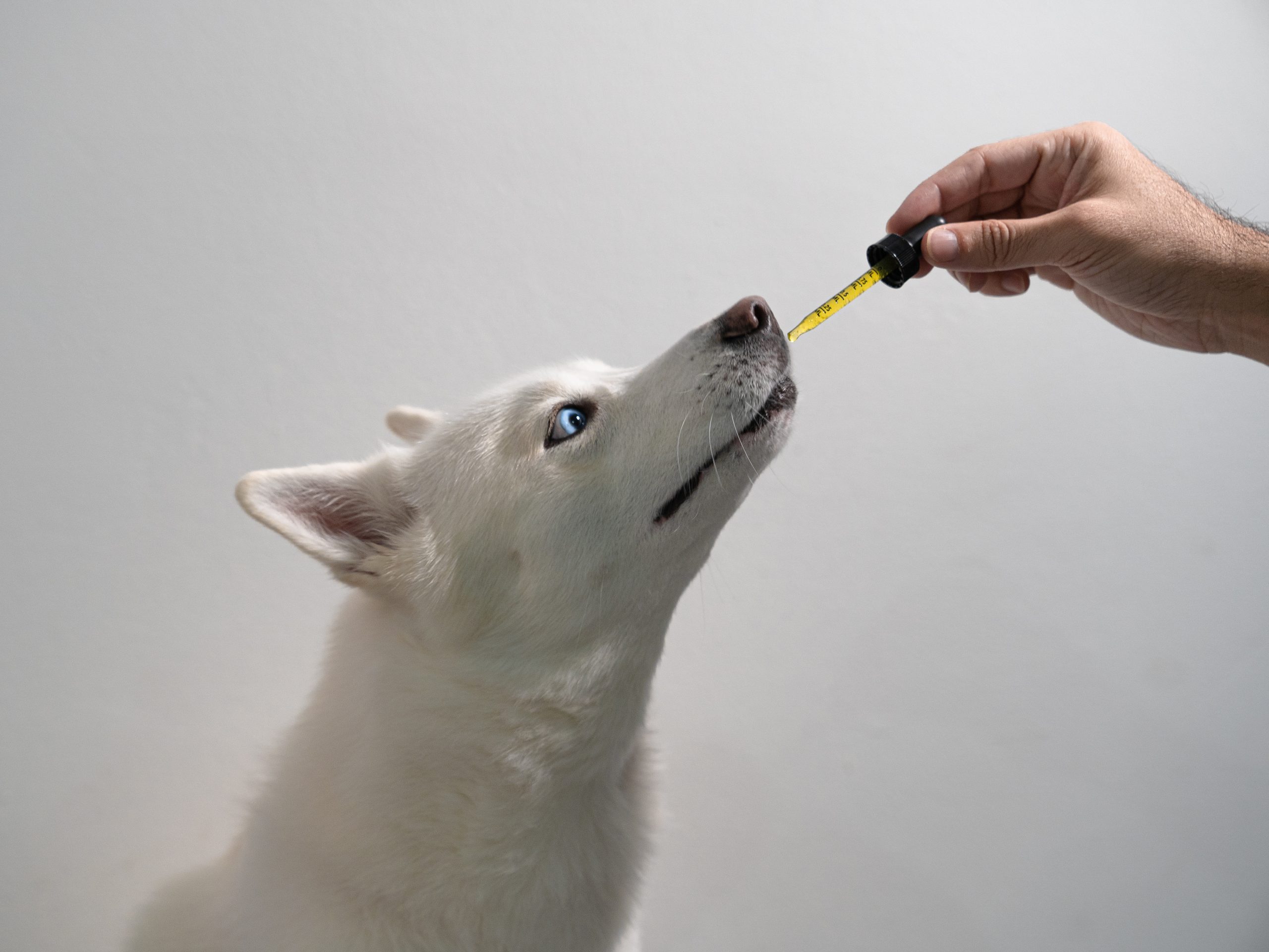Everything You Need to Know About CBD for Dog Joint Pain