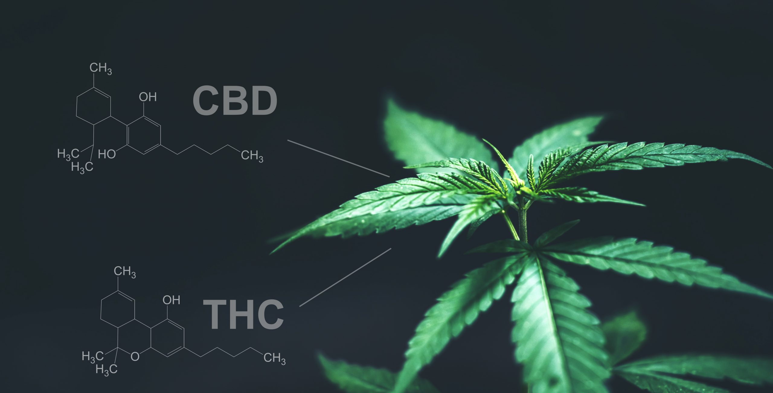 The Entourage Effect: Why THC and CBD Are Better Together