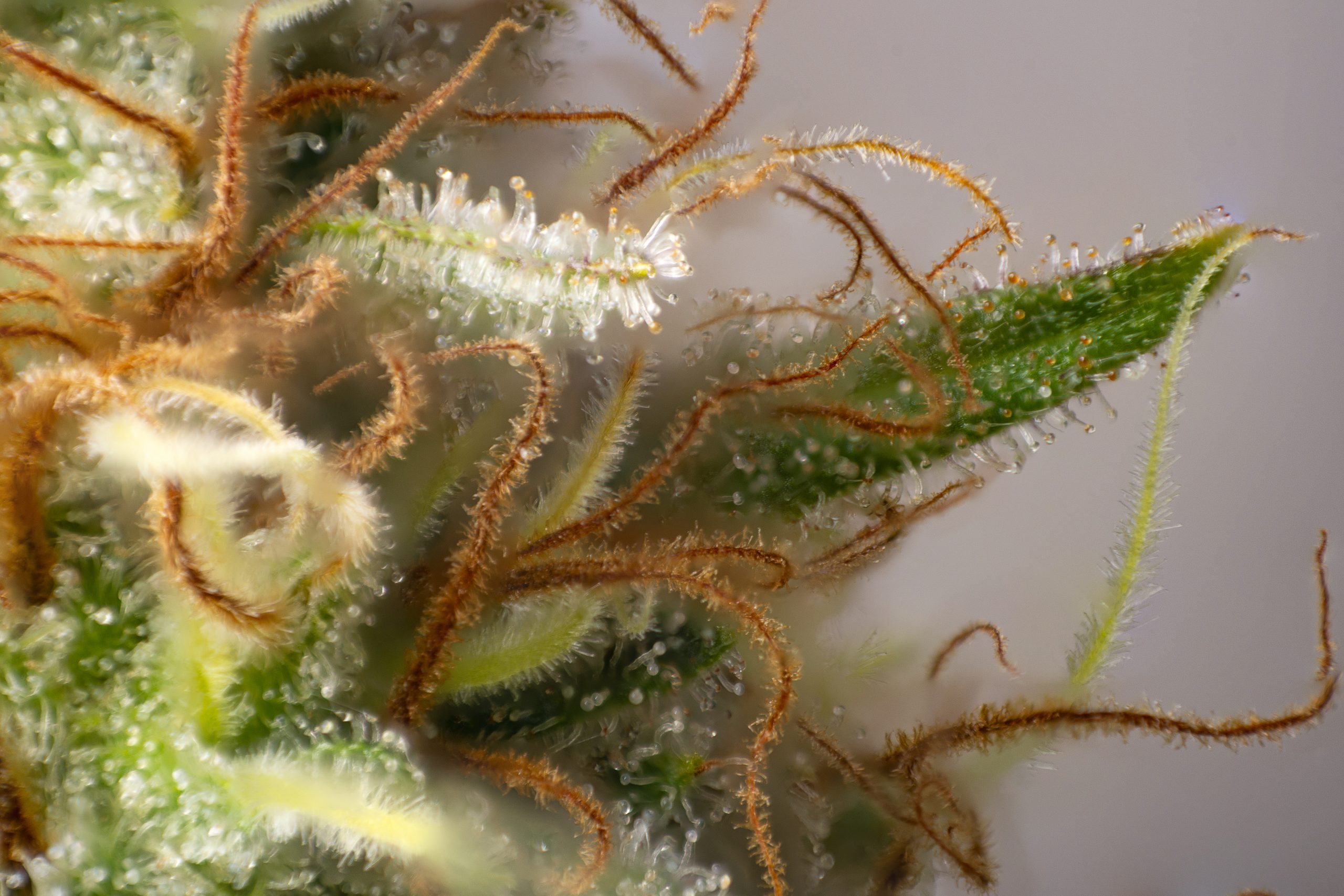 What Are Terpenes? The Top 6 Terpenes in Cannabis + Benefits